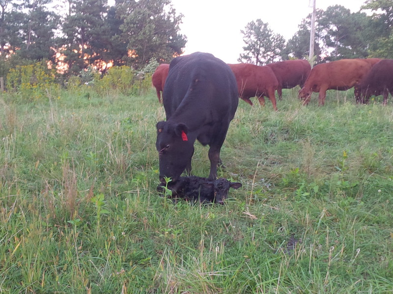 Ivy Croft - Black Angus, Hereford, BWF, Baldy For Sale In Virginia -  Natural Cattle