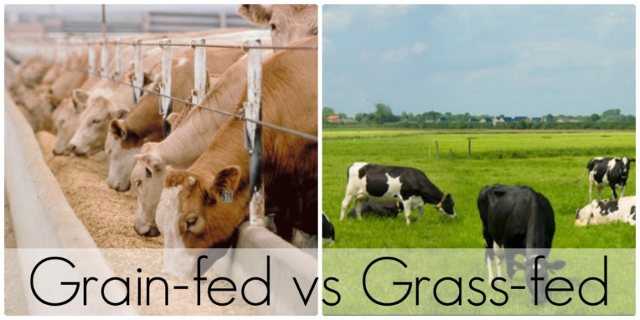 Benefits of Grass Fed - Ivy Croft - Forest, Virginia